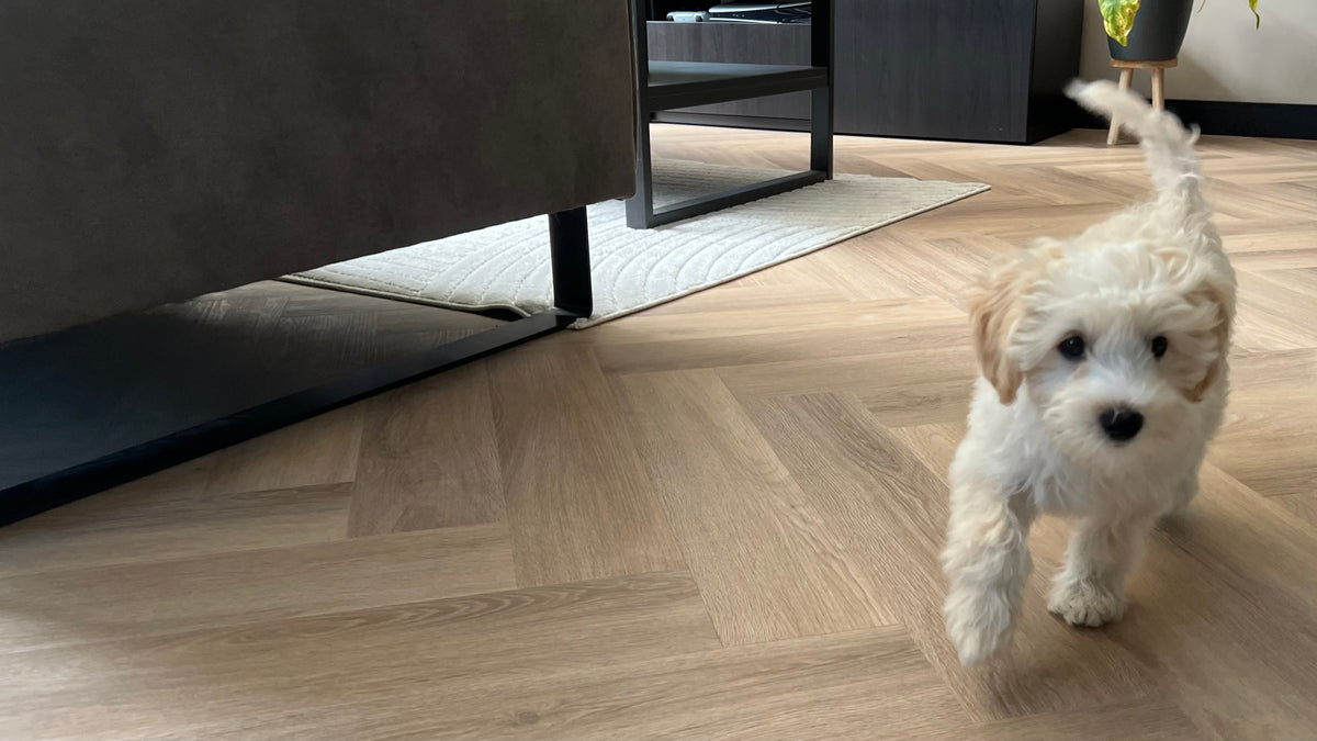 Hond op een visgraat PVC vloer in een woonkamer