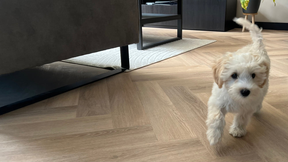 Hond op een visgraat PVC vloer in een woonkamer